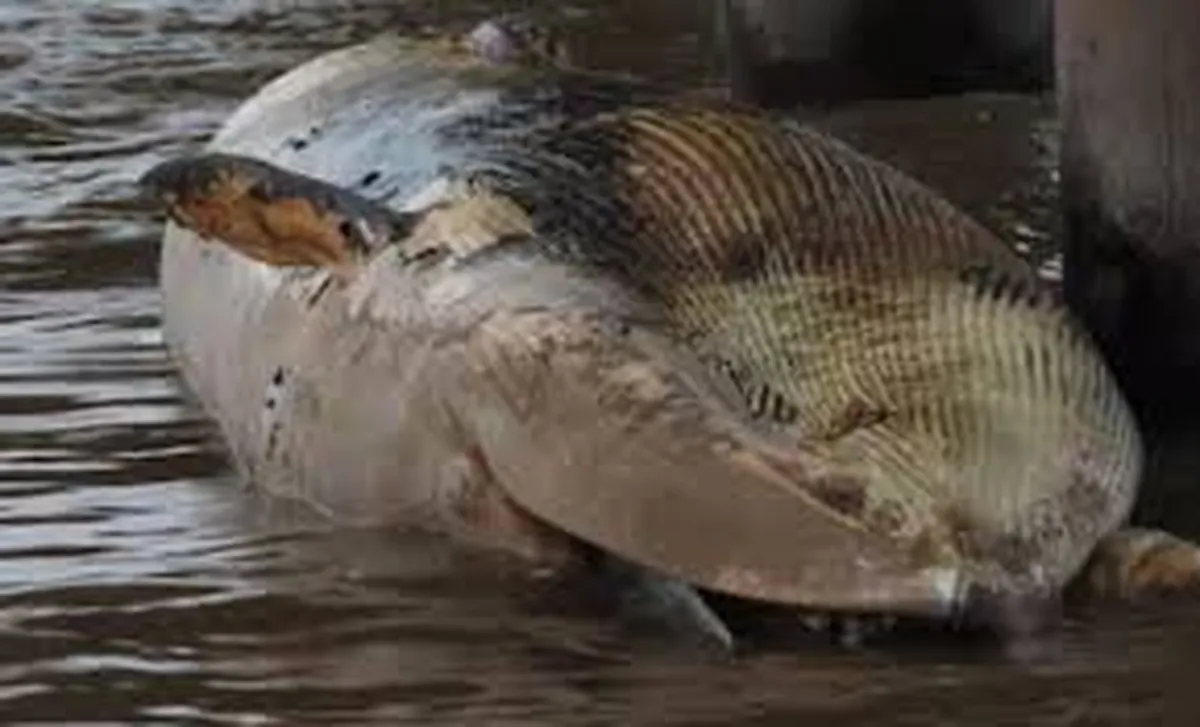 Apareció otra ballena encallada en Vicente López y crece la preocupación ambiental