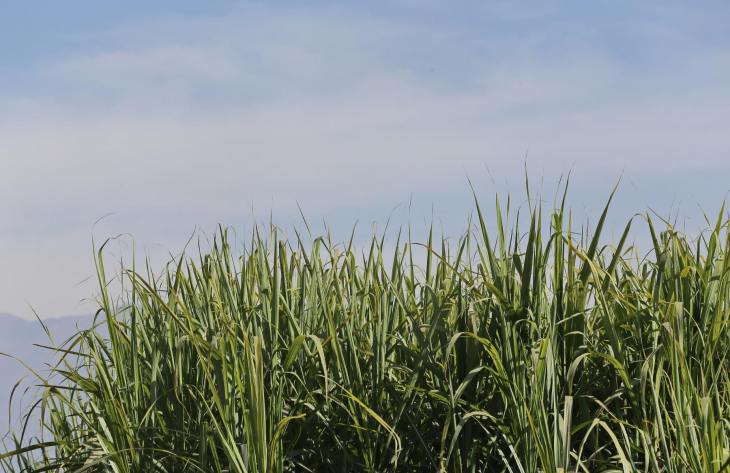 La molienda de caña en Tucumán superó el 50% y crecen las exportaciones