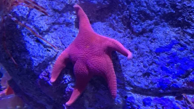 La estrella de mar que se volvió viral por su “cola”: hallazgo insólito del CONICET en el fondo del océano