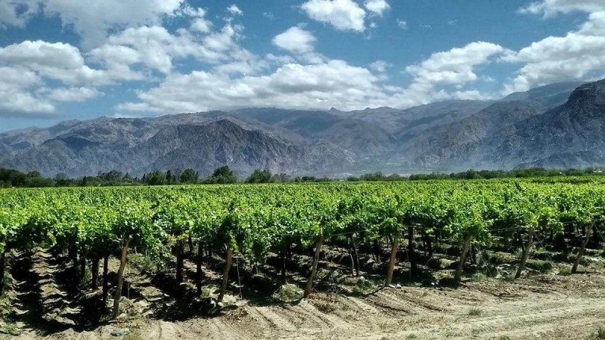 El Gobierno eliminó casi mil normas del Instituto Nacional de Vitivinicultura para desregular el sector