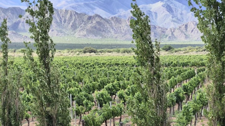 La Ruta del Vino de Altura se consolida como motor turístico y productivo en Tucumán