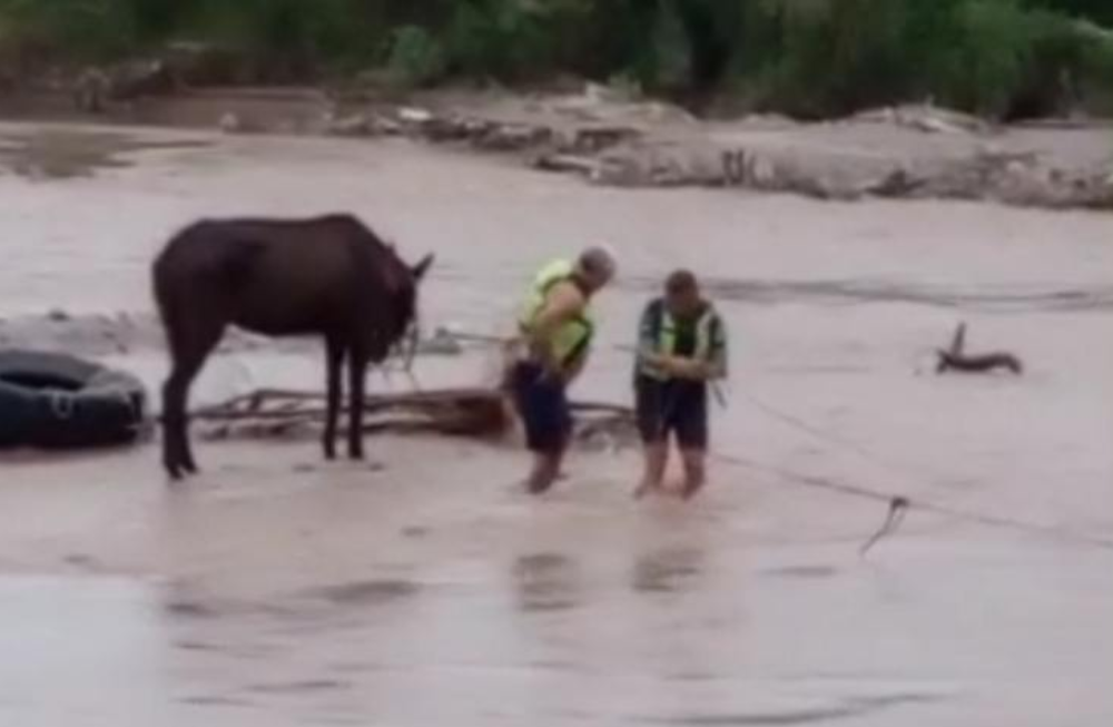 Salvan a un hombre y su caballo tras ser arrastrados por la creciente del río Salí